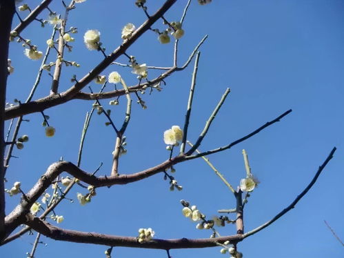 園林綠化技術(shù)詳解 六大苗木修剪方法與高效樹木種植經(jīng)營策略