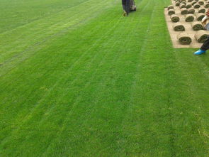 遼陽綠化新篇章 草坪種植、苗木基地與樹木種植經(jīng)營全解析