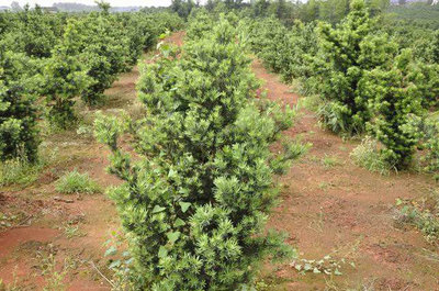 鹽堿地綠化苗木栽植與經(jīng)營關(guān)鍵技術(shù)要點(diǎn)